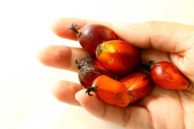 A Hand Holding Various Red Palm Fruits.