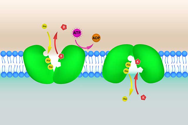 Illustration showing the sodium-potassium pump.