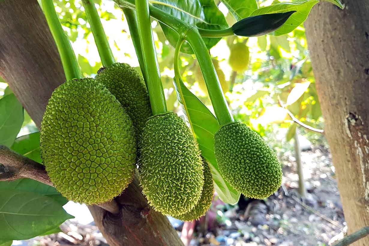 large-green-jackfruit-hanging-from-tree