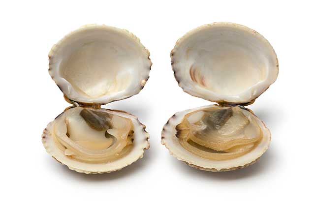 Two Clams With Open Shells.