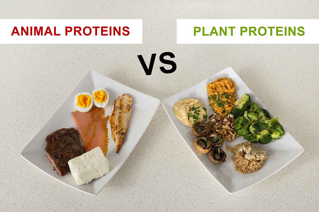 animal-protein-versus-plant-protein