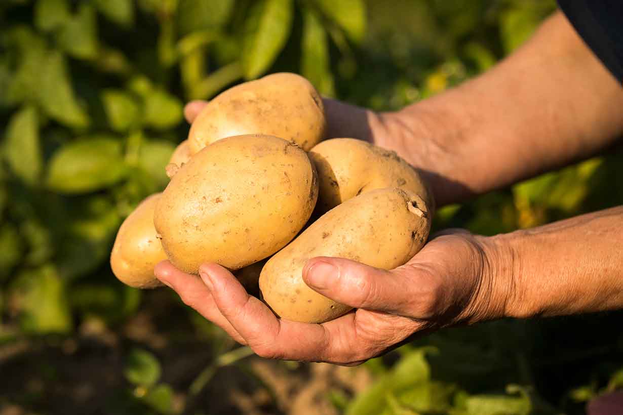 freshly-dug-potatoes-in-farmers-hands