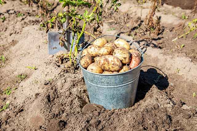 Freshly Dug Potatoes In Metal Bucket.