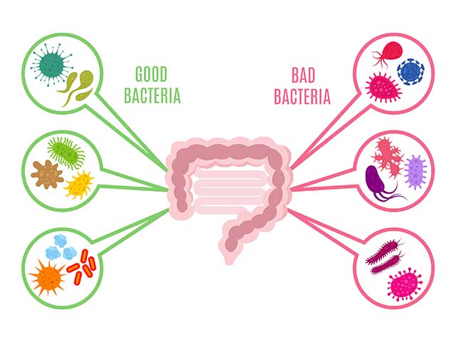 Illustration Showing Good and Bad Gut Bacteria With Intestines Illustration.