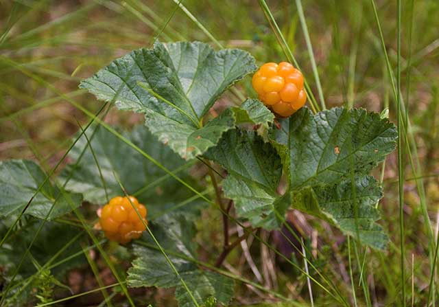 Ripe Amber Cloudberries Growing In a Swamp.