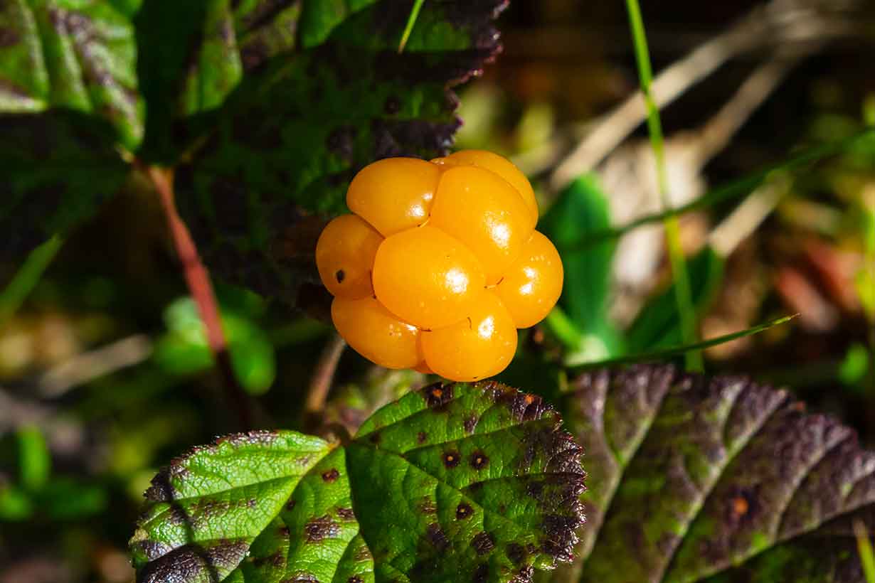 Ripe Amber Color Cloudberry.