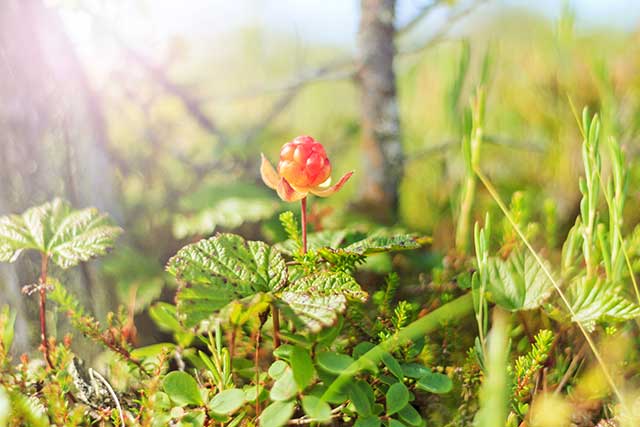 A Single Cloudberry Growing In the Wild.