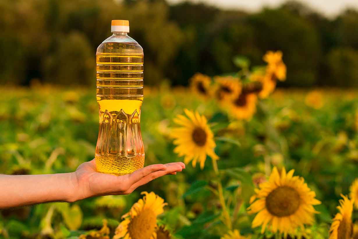 Hand Holding Bottle of Sunflower Oil With Sunflower Field In Background.