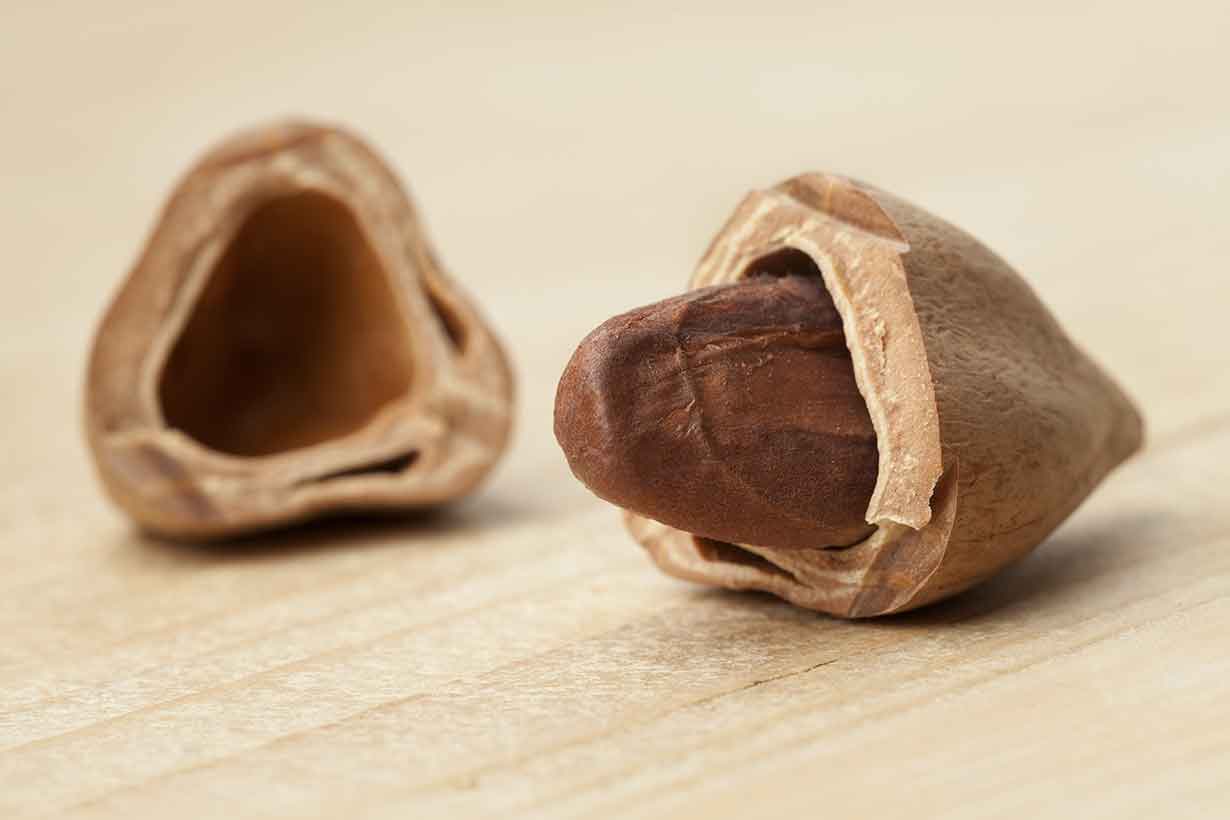 Pili Nut In Half Of Its Shell.