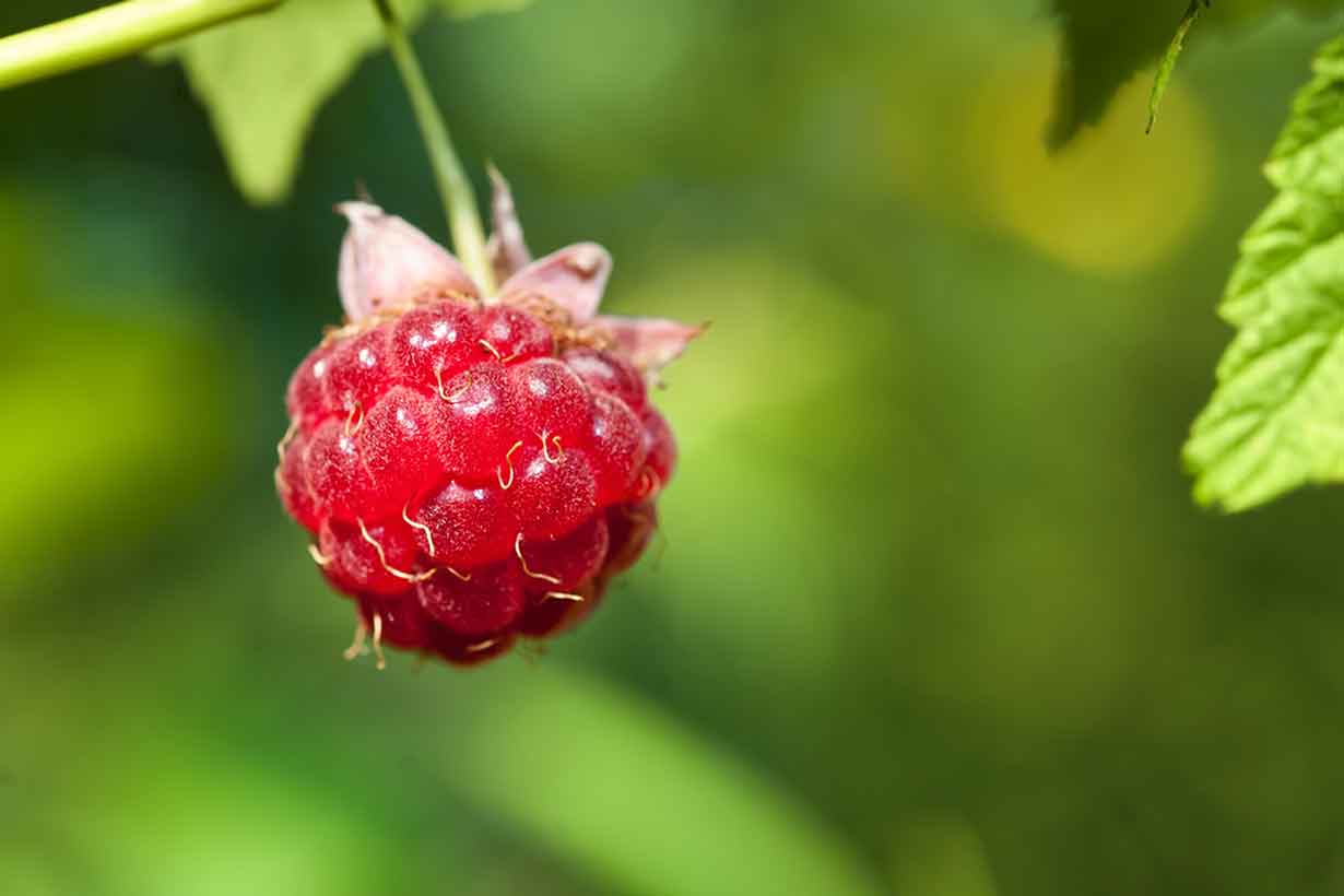 Ripe Red Boysenberry Hanging From a Plant.