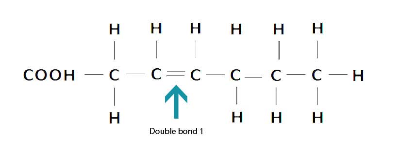 The Structure of Monounsaturated Fatty Acids Showing Double Bond.