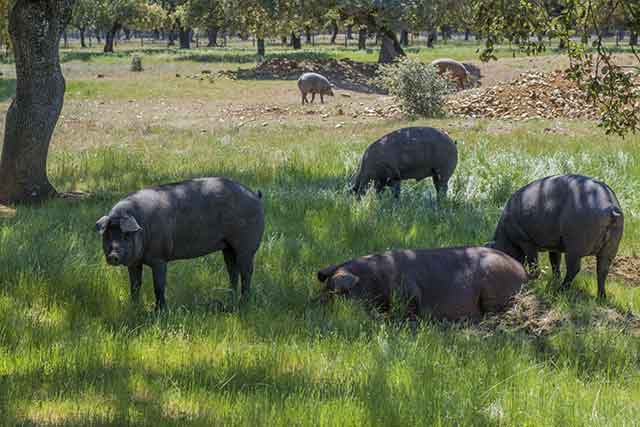 Iberian Pigs Eating Acorns.