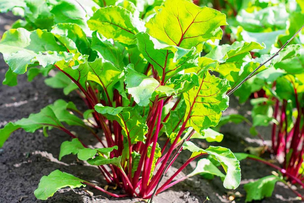 Beet Greens Growing From the Soil.
