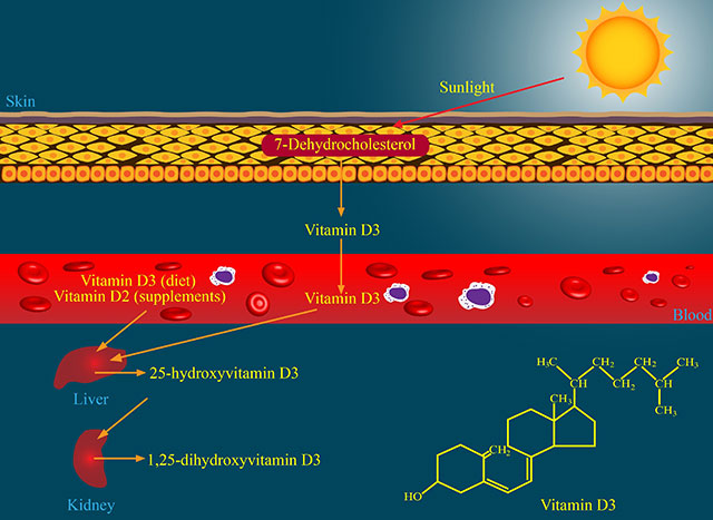 Diagram Showing Vitamin D Metabolism Pathways.