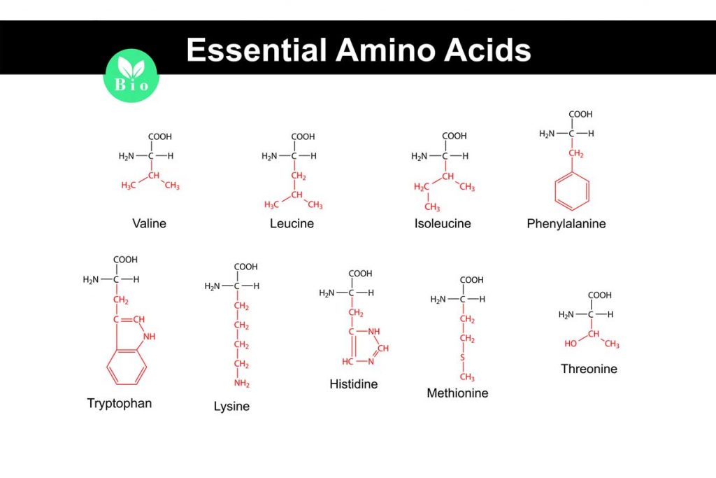 Essential Amino Acids and Their Structures.