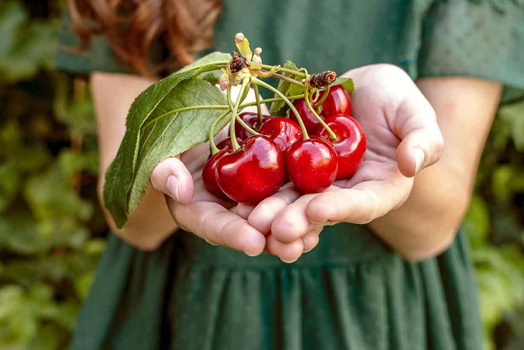 Woman With a Handful of Cherries.
