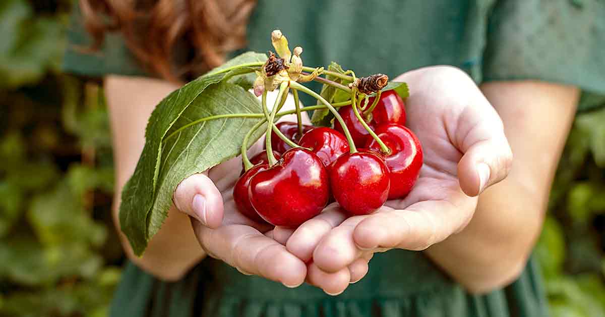 Cherries 101 Nutrition Facts and Potential Benefits Nutrition Advance