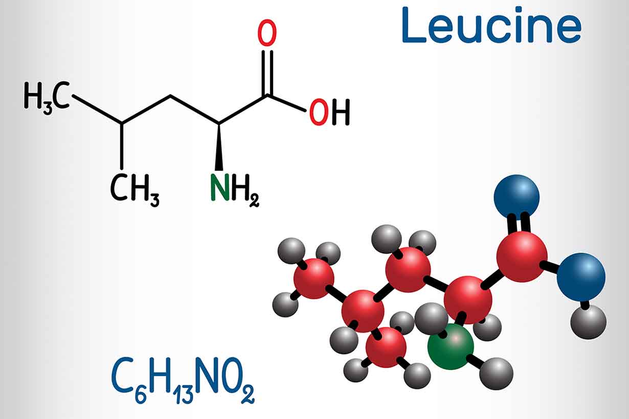 The Molecular Structure and Chemical Formula For Leucine.