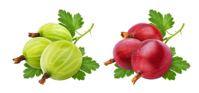 Green and Red Gooseberries.