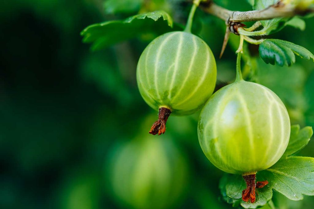 Green Gooseberries on a Gooseberry Bush.