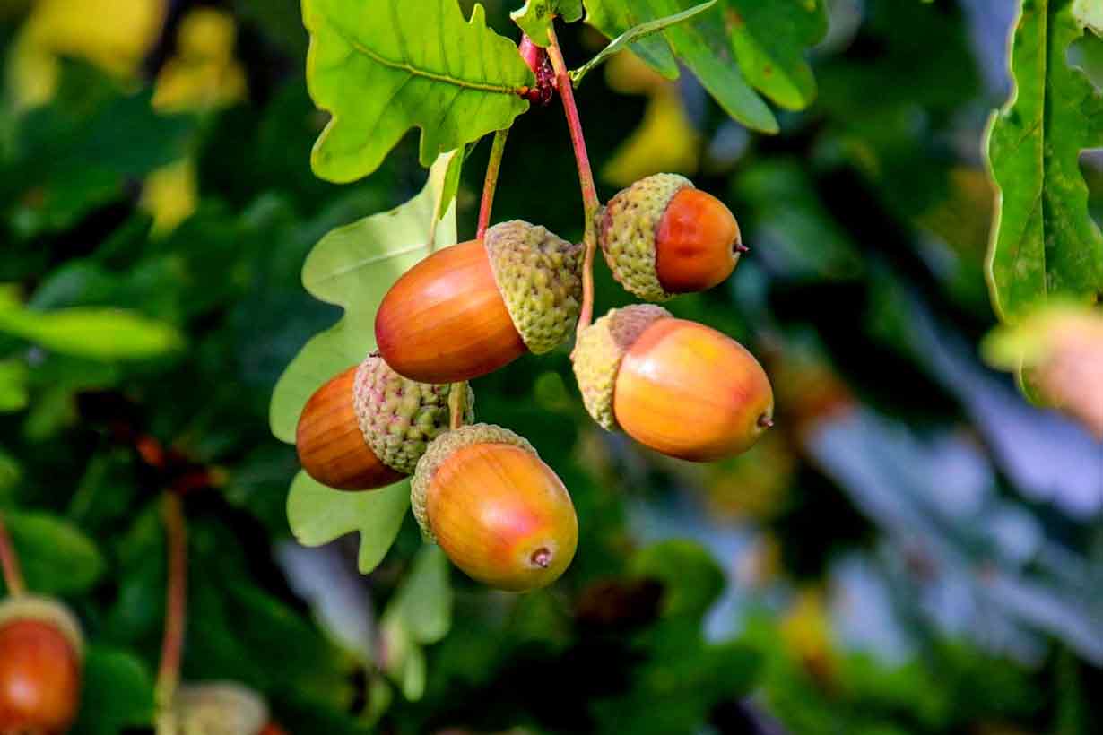 Several Acorns Hanging From a Tree.