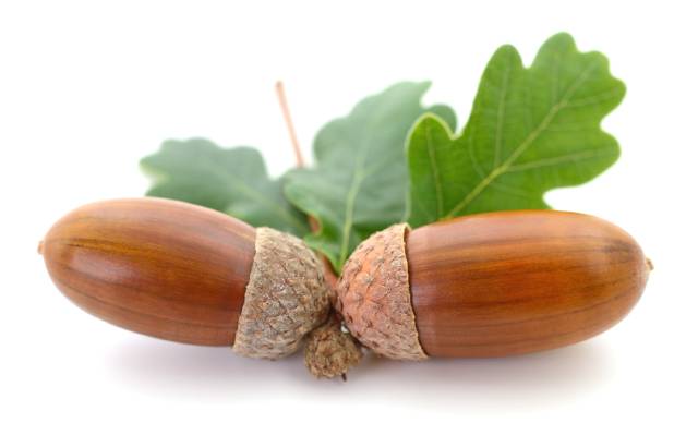 Two White Oak Acorns.