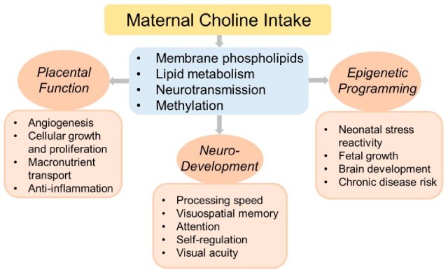 Maternal Choline Intake and Health Outcomes.