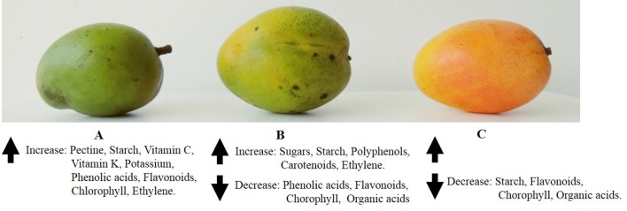 The Nutritional Changes In Mango as the Fruit Ripens.