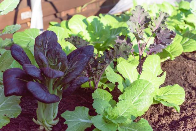 A Purple Bok Choy Growing.