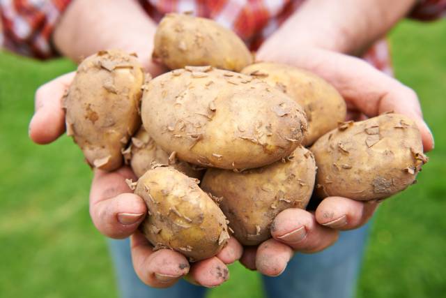 A Handful of Freshly Picked Jersey Royal Potatoes.