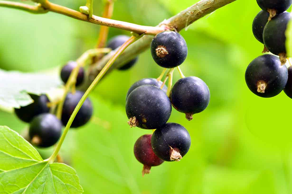 Black Currants Growing On a Bush.