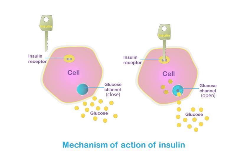 Diagram Showing How Insulin Works.