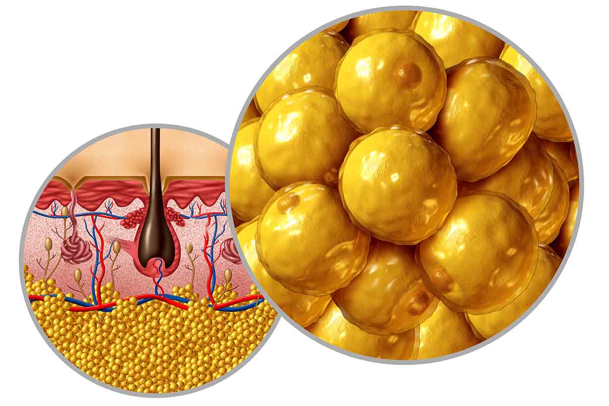 Does Carbohydrate Get Stored As Fat? fat-storage-cells-adipocytes