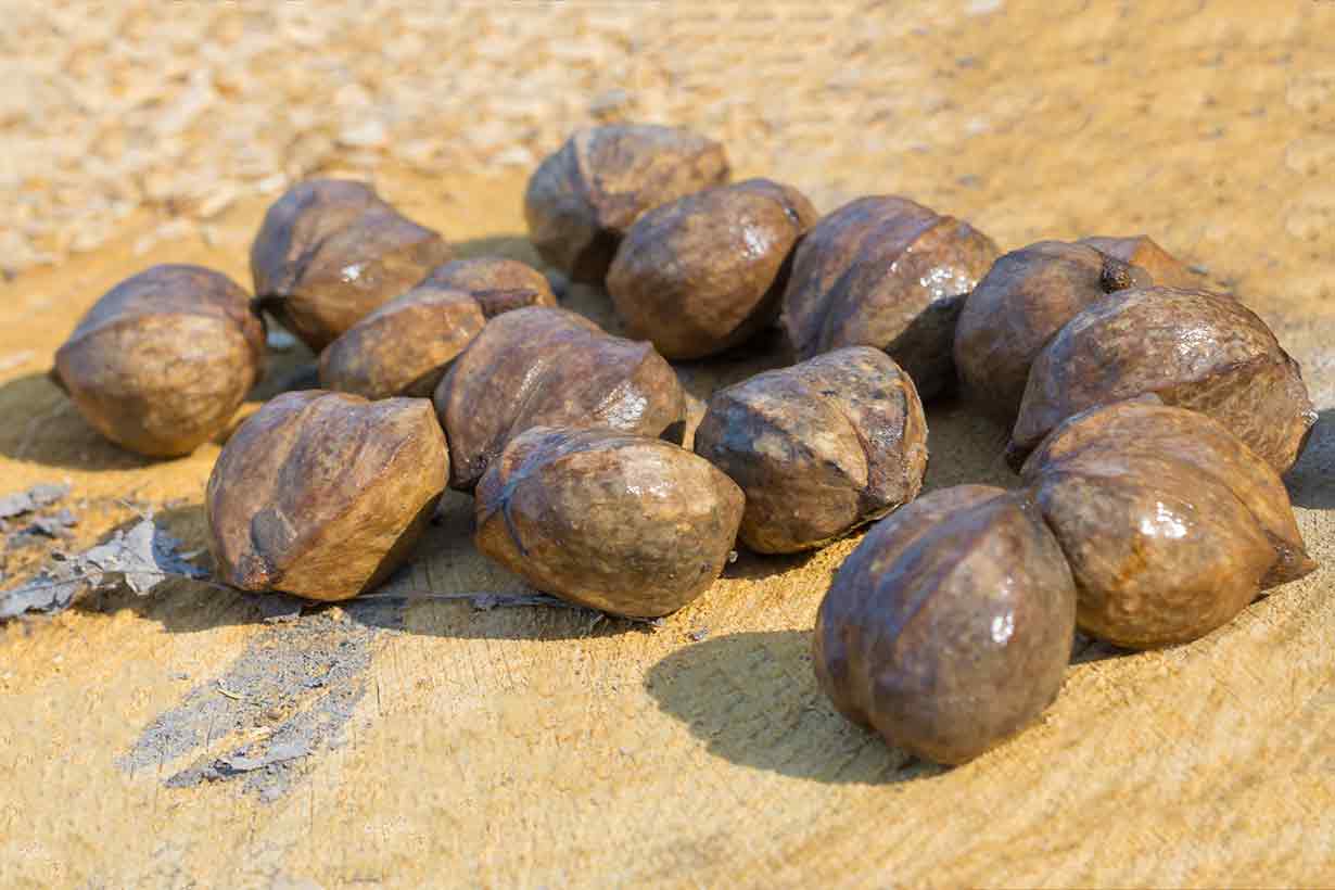 A Pile of Hickory Nuts In Their Shells.