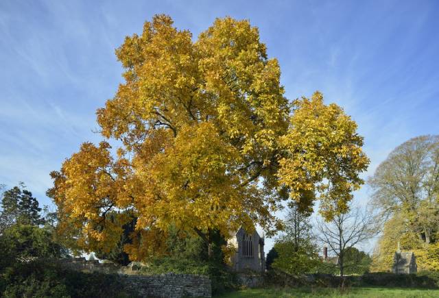 A Large Shagbark Hickory Tree.