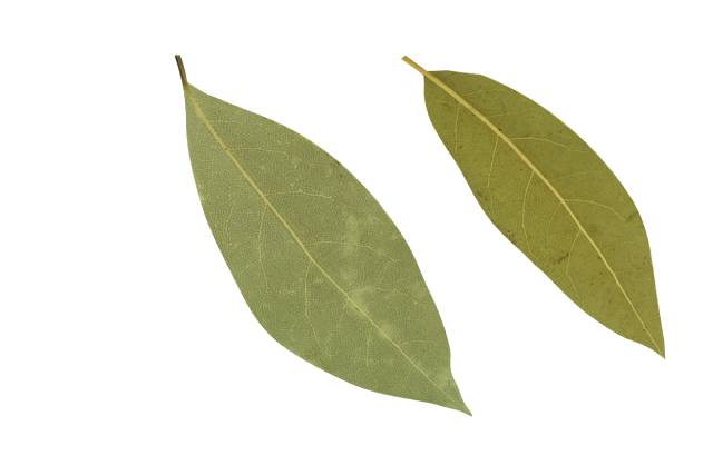 Dried Bay Leaves.