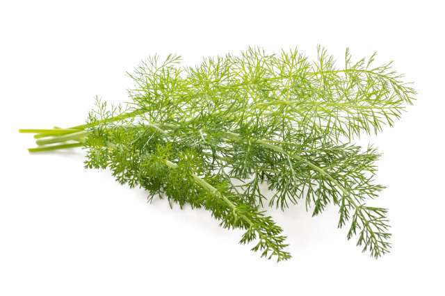 Fresh Fennel Leaves.