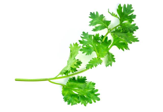 Green Cilantro Leaves.