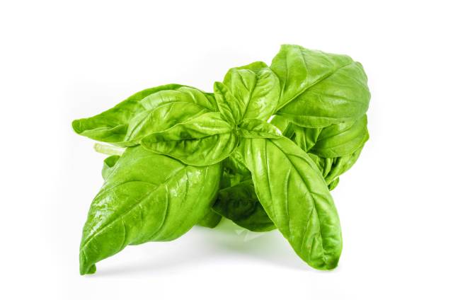 Sweet Basil Leaves.