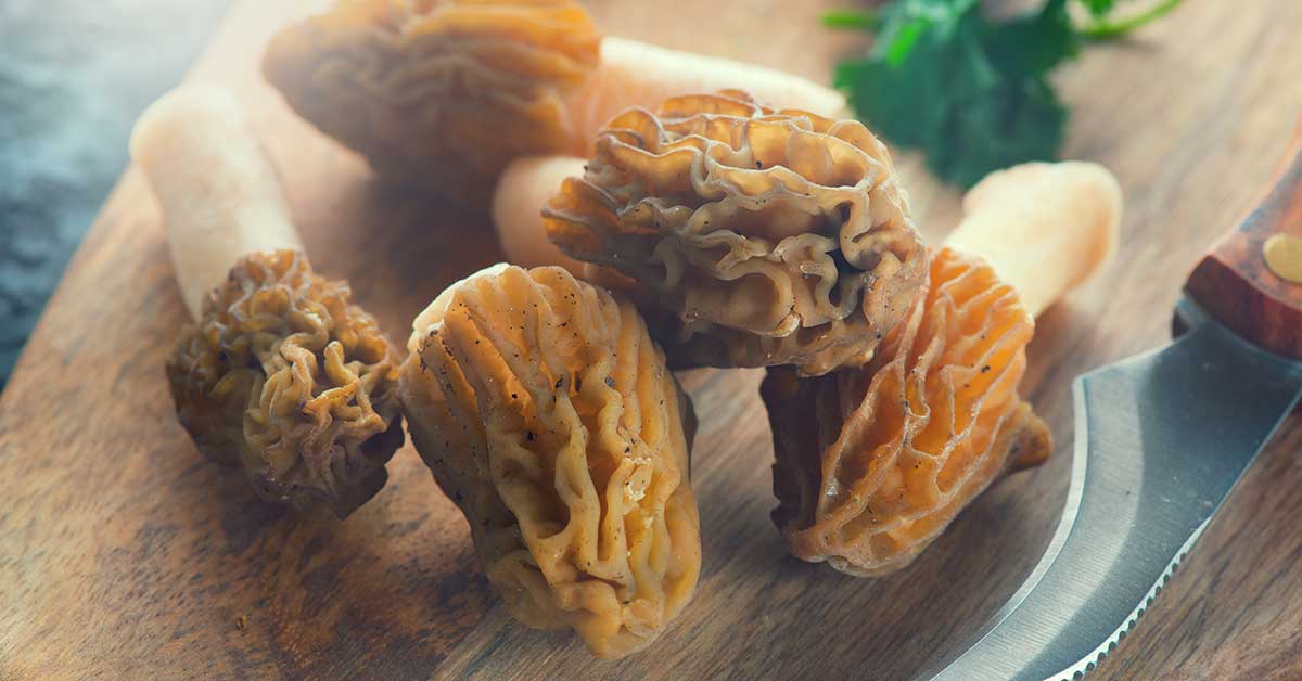 Morel Mushrooms Nutrition Facts & Potential Benefits Nutrition Advance