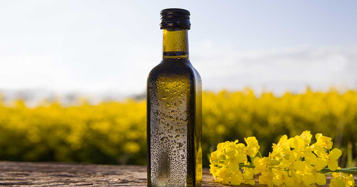 Is Canola Oil a Healthy Choice? Nutrition Advance