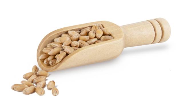 Close-up View of Spelt Grains In a Wooden Scoop.