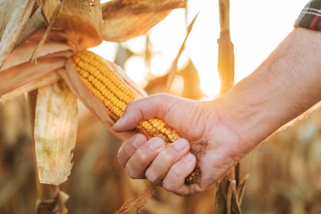 A Farmer Pulling An Ear of Maize Off Crops.