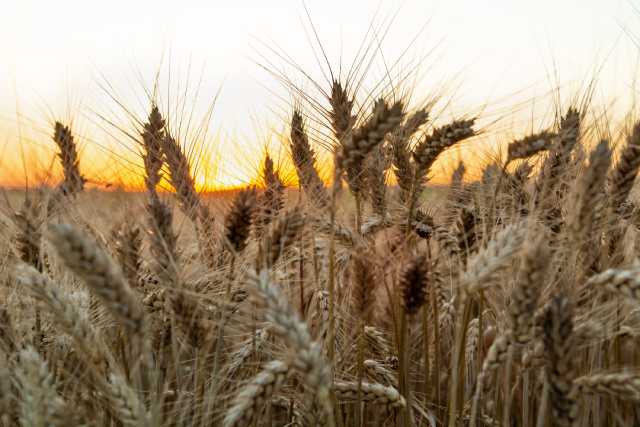 Triticale Ears In a Field With Sunset in the Distance.