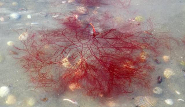 Ogonori Red Algae (Gracilaria).