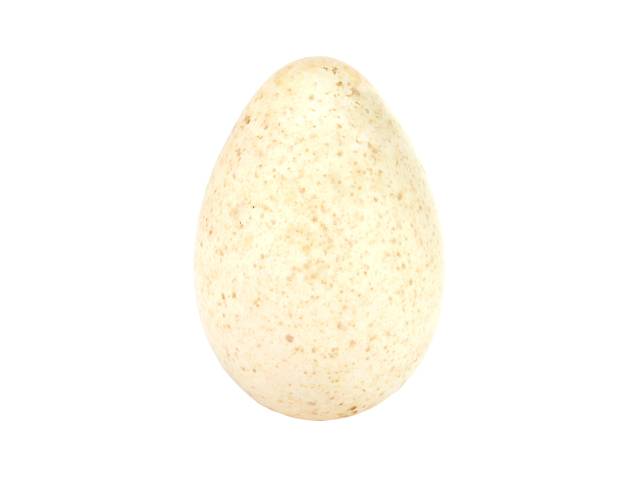 A single white turkey egg with brown specks.