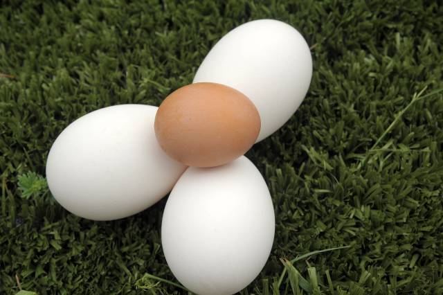 Three white goose eggs with a regular chicken egg laying on top.