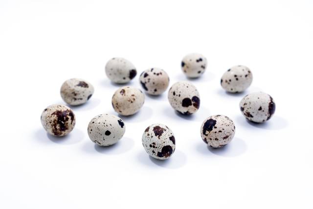 Twelve small quail eggs next to each other. White shells with brown speckles.