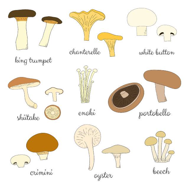 Various Different Mushrooms.