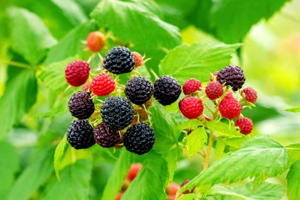 Black Raspberries Growing Outside.